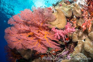 Bright red Plexauridae sea fan gorgonian and yellow sarcophyton leather coral on pristine coral reef, Fiji, Gorgonacea, Plexauridae, Sarcophyton, Vatu I Ra Passage, Bligh Waters, Viti Levu  Island