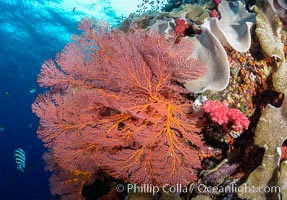 Bright red Plexauridae sea fan gorgonian and yellow sarcophyton leather coral on pristine coral reef, Fiji, Gorgonacea, Plexauridae, Sarcophyton