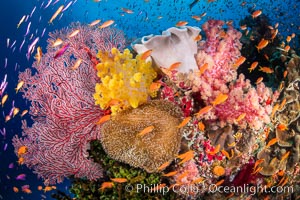 Brilliantlly colorful coral reef, with swarms of anthias fishes and soft corals, Fiji, Dendronephthya, Pseudanthias, Bligh Waters