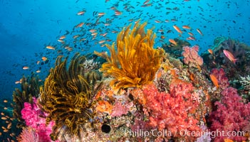 Brilliantlly colorful coral reef, with swarms of anthias fishes and soft corals, Fiji, Pseudanthias