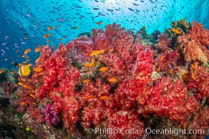 Brilliantlly colorful coral reef, with swarms of anthias fishes and soft corals, Fiji, Dendronephthya, Pseudanthias, Namena Marine Reserve, Namena Island