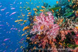 Brilliantlly colorful coral reef, with swarms of anthias fishes and soft corals, Fiji, Dendronephthya, Pseudanthias, Bligh Waters