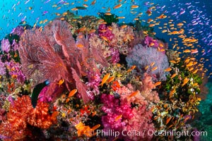 Brilliantlly colorful coral reef, with swarms of anthias fishes and soft corals, Fiji, Dendronephthya, Pseudanthias, Vatu I Ra Passage, Bligh Waters, Viti Levu Island