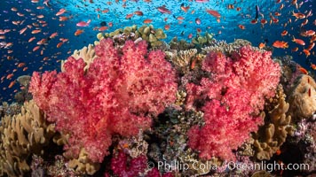 Brilliantlly colorful coral reef, with swarms of anthias fishes and soft corals, Fiji, Dendronephthya, Pseudanthias, Vatu I Ra Passage, Bligh Waters, Viti Levu Island