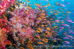 Brilliantlly colorful coral reef, with swarms of anthias fishes and soft corals, Fiji, Dendronephthya, Pseudanthias, Bligh Waters