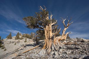 Bristlecone pine rising above the arid, dolomite-rich slopes of the White Mountains at 11000-foot elevation. Patriarch Grove, Ancient Bristlecone Pine Forest, Pinus longaeva, White Mountains, Inyo National Forest