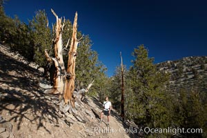 A hiker admires an ancient bristlecone pine tree, on the Methuselah Walk in the Schulman Grove in the White Mountains at an elevation of 9500 above sea level.  The oldest bristlecone pines in the world are found in the Schulman Grove, some of them over 4700 years old. Ancient Bristlecone Pine Forest, Pinus longaeva, White Mountains, Inyo National Forest