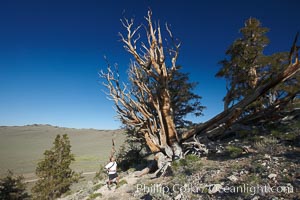 A hiker admires an ancient bristlecone pine tree, on the Methuselah Walk in the Schulman Grove in the White Mountains at an elevation of 9500 above sea level.  The oldest bristlecone pines in the world are found in the Schulman Grove, some of them over 4700 years old. Ancient Bristlecone Pine Forest, Pinus longaeva, White Mountains, Inyo National Forest