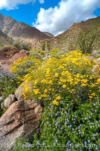 Brittlebush (yellow) and wild heliotrope (blue) bloom in spring, Palm Canyon, Encelia farinosa, Anza-Borrego Desert State Park, Borrego Springs, California