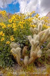 Brittlebush blooming in spring surrounds a cholla cactus, Palm Canyon, Encelia farinosa, Opuntia, Anza-Borrego Desert State Park, Borrego Springs, California