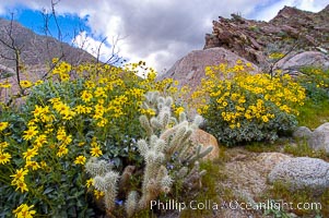 Brittlebush blooming in spring surrounds a cholla cactus, Palm Canyon, Encelia farinosa, Opuntia, Anza-Borrego Desert State Park, Borrego Springs, California