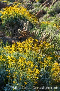 Brittlebush and various cacti and wildflowers color the sides of Glorietta Canyon.  Heavy winter rains led to a historic springtime bloom in 2005, carpeting the entire desert in vegetation and color for months, Encelia farinosa, Anza-Borrego Desert State Park, Borrego Springs, California