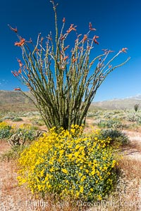 Brittlebush, ocotillo and various cacti and wildflowers color the sides of Glorietta Canyon.  Heavy winter rains led to a historic springtime bloom in 2005, carpeting the entire desert in vegetation and color for months, Encelia farinosa, Fouquieria splendens, Anza-Borrego Desert State Park, Borrego Springs, California