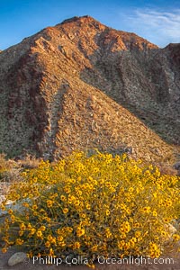 Brittlebush blooms in spring, Palm Canyon, Anza Borrego Desert State Park, Encelia farinosa, Anza-Borrego Desert State Park, Borrego Springs, California