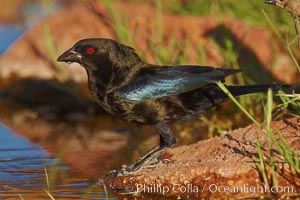 Bronzed cowbird, breeding male with red eye, Molothrus aeneus, Amado, Arizona