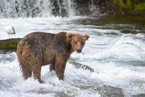 Brown bear (grizzly bear), Ursus arctos, Brooks River, Katmai National Park, Alaska