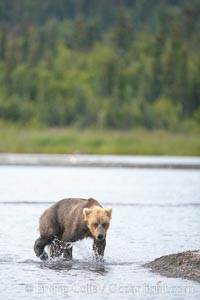 Brown bear walks along the edge of Brooks Lake, Ursus arctos, Brooks River, Katmai National Park, Alaska