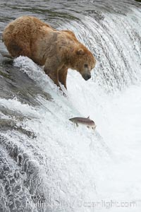 Alaskan brown bear watches a jumping salmon, Brooks Falls, Ursus arctos, Brooks River, Katmai National Park