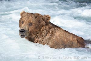 Brown bear (grizzly bear), Ursus arctos, Brooks River, Katmai National Park, Alaska