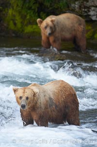 A large, old brown bear (grizzly bear) wades across Brooks River. Coastal and near-coastal brown bears in Alaska can live to 25 years of age, weigh up to 1400 lbs and stand over 9 feet tall, Ursus arctos, Katmai National Park