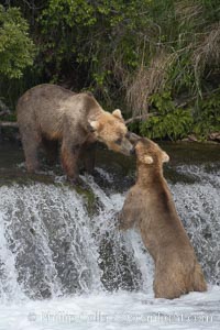 Brown bear (grizzly bear), Ursus arctos, Brooks River, Katmai National Park, Alaska