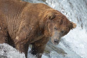 A large, old brown bear (grizzly bear) wades across Brooks River. Coastal and near-coastal brown bears in Alaska can live to 25 years of age, weigh up to 1400 lbs and stand over 9 feet tall, Ursus arctos, Katmai National Park