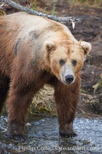 Brown bear (grizzly bear), Ursus arctos, Brooks River, Katmai National Park, Alaska