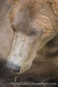 Brown bear muzzle, Ursus arctos, Brooks River, Katmai National Park, Alaska