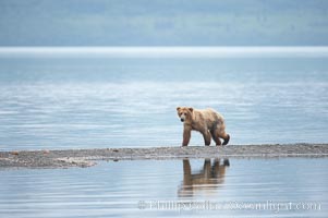 Brown bear walks along a sand spit, Brooks Lake, Ursus arctos, Brooks River, Katmai National Park, Alaska