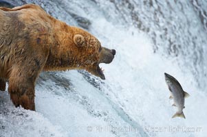 Alaskan brown bear catching a jumping salmon, Brooks Falls, Ursus arctos, Brooks River, Katmai National Park