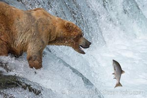 Alaskan brown bear catching a jumping salmon, Brooks Falls, Ursus arctos, Brooks River, Katmai National Park