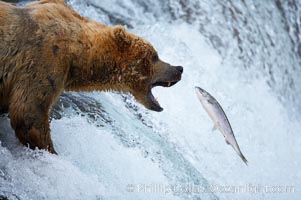 Alaskan brown bear catching a jumping salmon, Brooks Falls, Ursus arctos, Brooks River, Katmai National Park