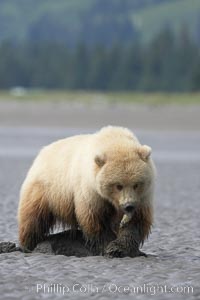 Juvenile female brown bear forages for razor clams in sand flats at extreme low tide.  Grizzly bear, Ursus arctos, Lake Clark National Park, Alaska