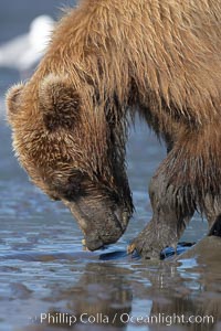 Coastal brown bear forages for razor clams in sand flats at extreme low tide.  Grizzly bear, Ursus arctos, Lake Clark National Park, Alaska