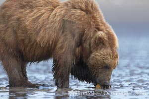 Coastal brown bear forages for razor clams in sand flats at extreme low tide.  Grizzly bear, Ursus arctos, Lake Clark National Park, Alaska