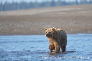 Coastal brown bear forages for razor clams on mud flats at extreme low tide, Ursus arctos, Silver Salmon Creek, Lake Clark National Park, Alaska