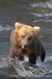 Brown bear cub crosses the Brooks River, Ursus arctos, Katmai National Park, Alaska