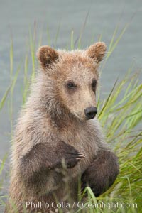 Brown bear spring cub, just a few months old, Ursus arctos, Brooks River, Katmai National Park, Alaska