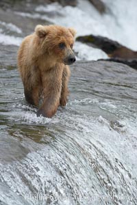 Brown bear cub wades across Brooks River, Ursus arctos, Katmai National Park, Alaska