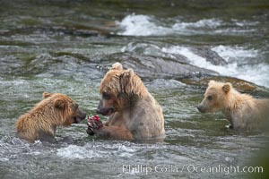 Brown bear mother feeds two of her three cubs a salmon she just caught in the Brooks River, Ursus arctos, Katmai National Park, Alaska
