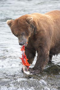 A brown bear eats a salmon it has caught in the Brooks River, Ursus arctos, Katmai National Park, Alaska
