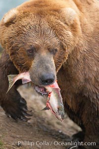 A brown bear eats a salmon it has caught in the Brooks River, Ursus arctos, Katmai National Park, Alaska