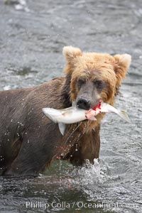 A brown bear eats a salmon it has caught in the Brooks River, Ursus arctos, Katmai National Park, Alaska