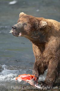 A brown bear eats a salmon it has caught in the Brooks River, Ursus arctos, Katmai National Park, Alaska