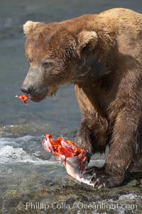 A brown bear eats a salmon it has caught in the Brooks River, Ursus arctos, Katmai National Park, Alaska