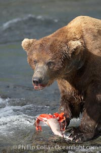 A brown bear eats a salmon it has caught in the Brooks River, Ursus arctos, Katmai National Park, Alaska