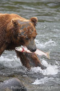 A brown bear eats a salmon it has caught in the Brooks River, Ursus arctos, Katmai National Park, Alaska