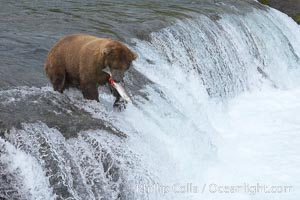 A brown bear eats a salmon it has caught in the Brooks River, Ursus arctos, Katmai National Park, Alaska