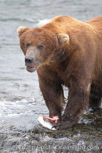 A brown bear eats a salmon it has caught in the Brooks River, Ursus arctos, Katmai National Park, Alaska