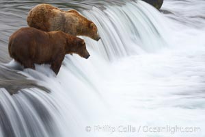 Two brown bears wait for salmon at Brooks Falls. Blurring of the water is caused by a long shutter speed. Brooks River, Ursus arctos, Katmai National Park, Alaska